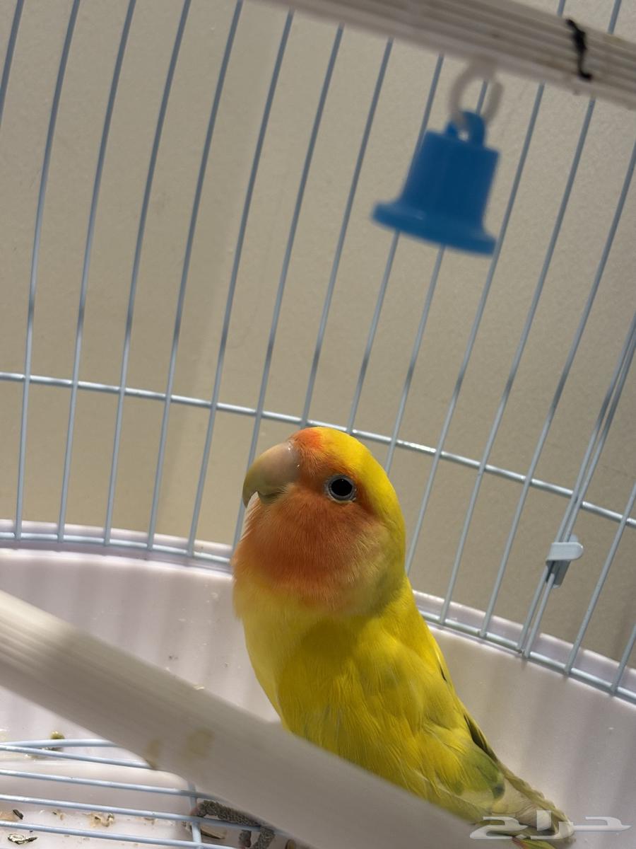 Bird of the Day64557280949506113