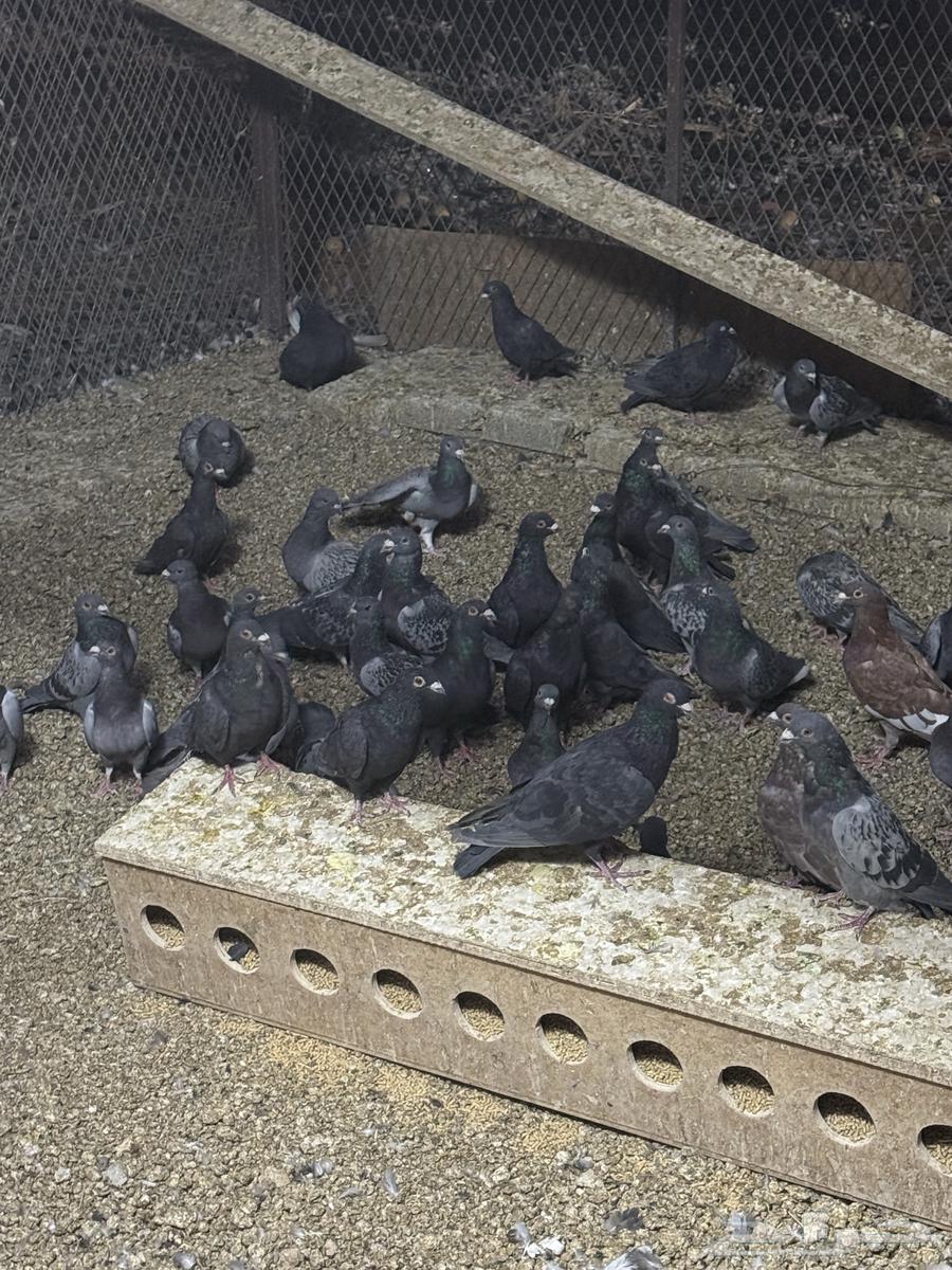 للبيع حمام زاجل لاهل الطيور والمرابط64561488725377111