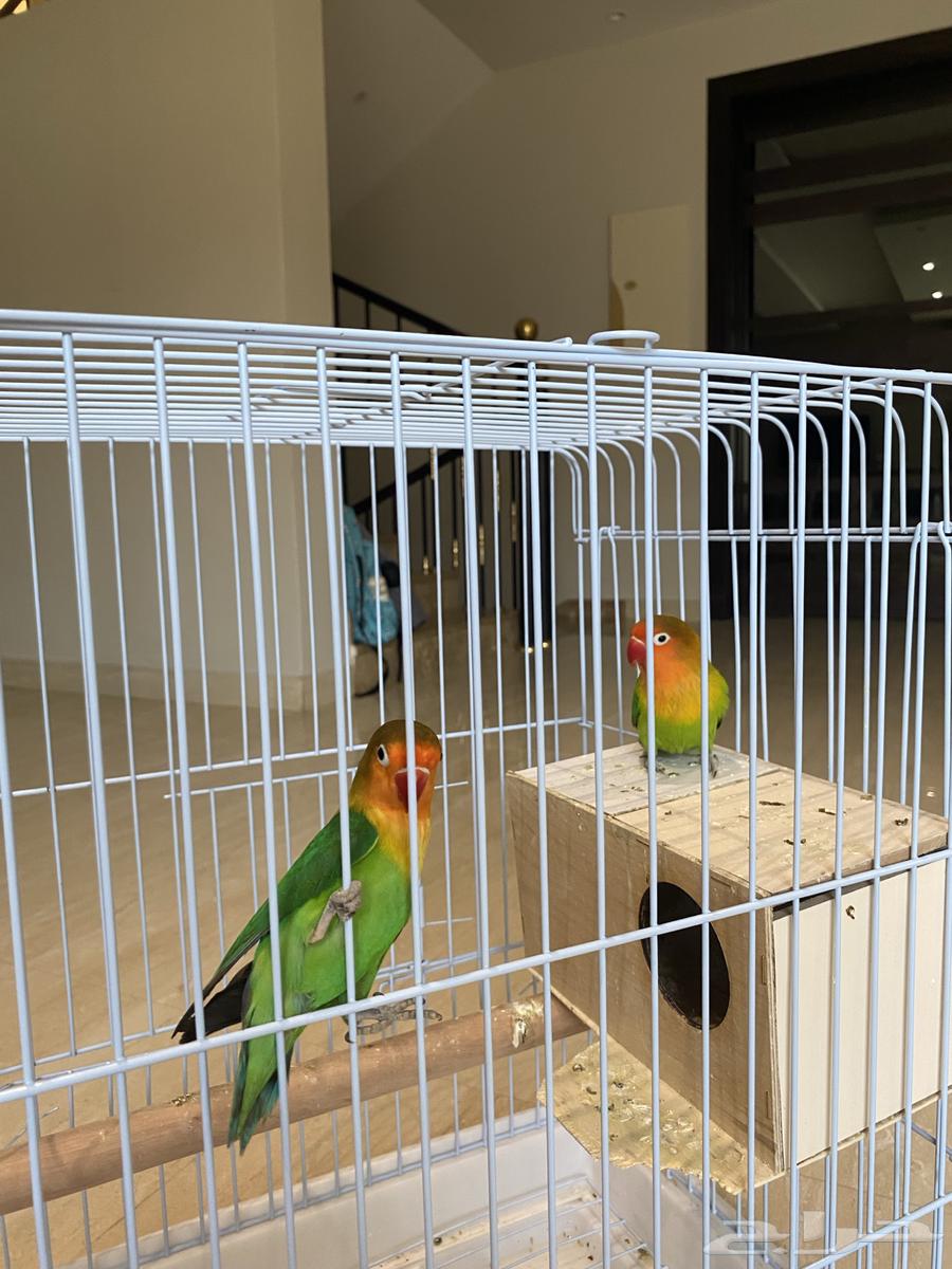 طيور فيشر جوز مغردة ونظيفة مع القفص وبياضه64557113216386111