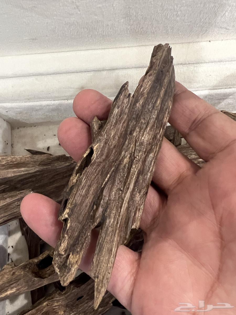 عود هندي نجلاند طبيعي64556734857474112