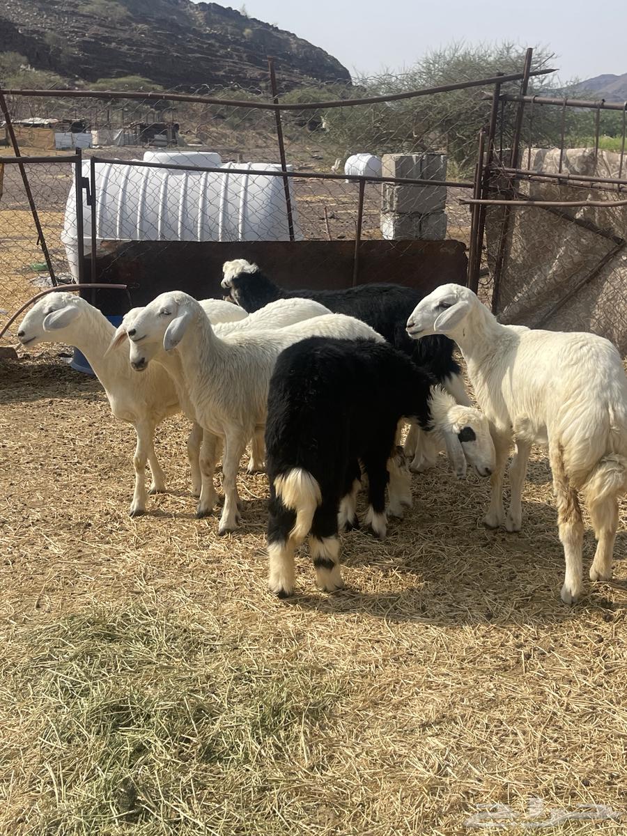 رخال ( تم البيع )64555545939585113