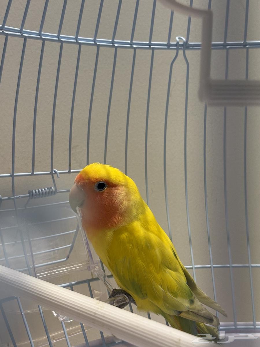 Bird of the Day64557280949506110