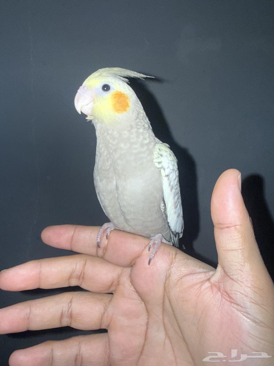 للبيع طيور كروان اليفات جدا ( تم البيع )64562179447041110