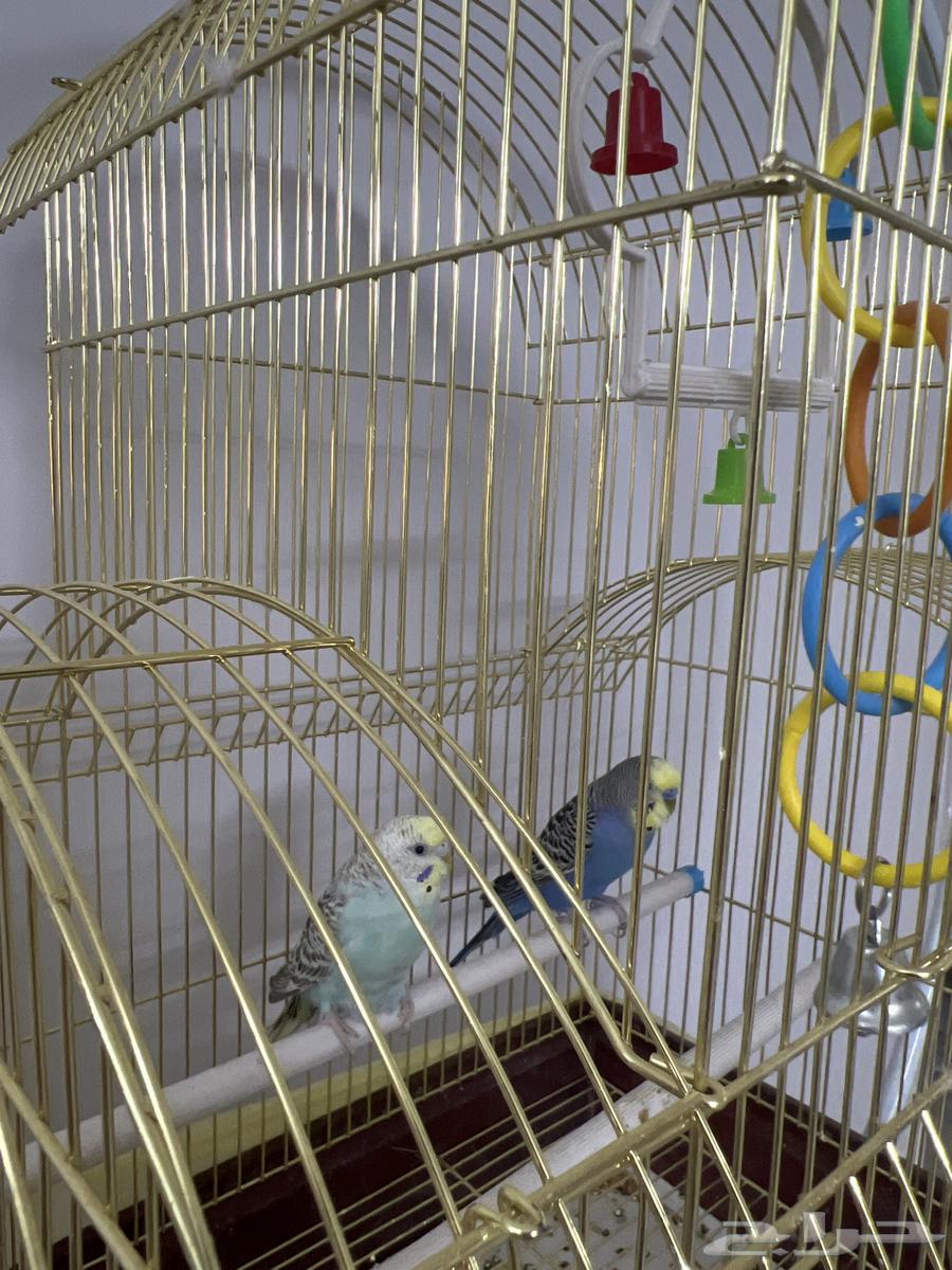 طيور للبيع صحتهم ممتازه مع القفص64558544582274111