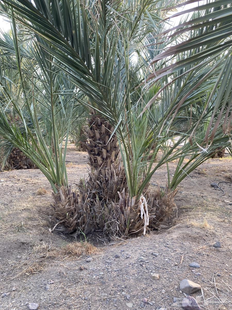 اصنا عجوى للبيع64559309161347110