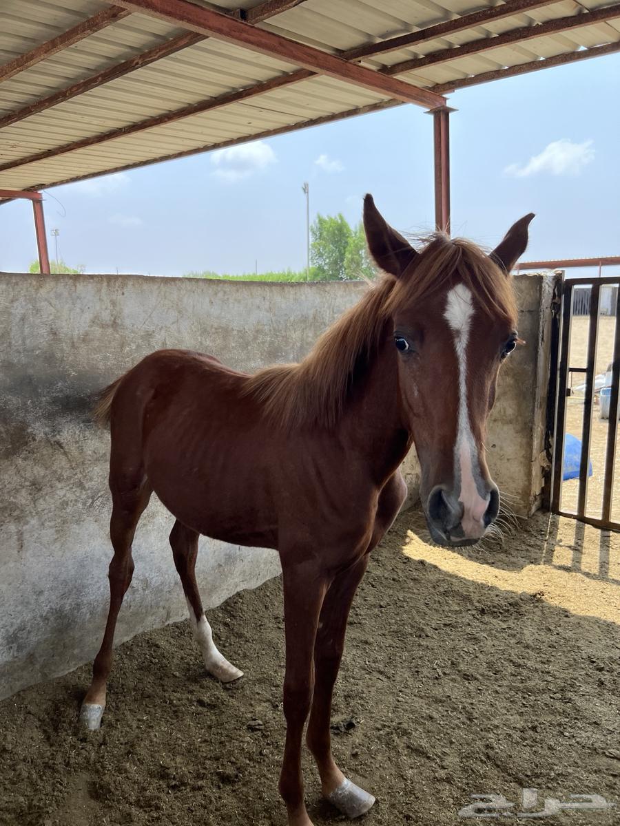 مهره شعبية عمرها 6 شهور تقريبا64542175823619114