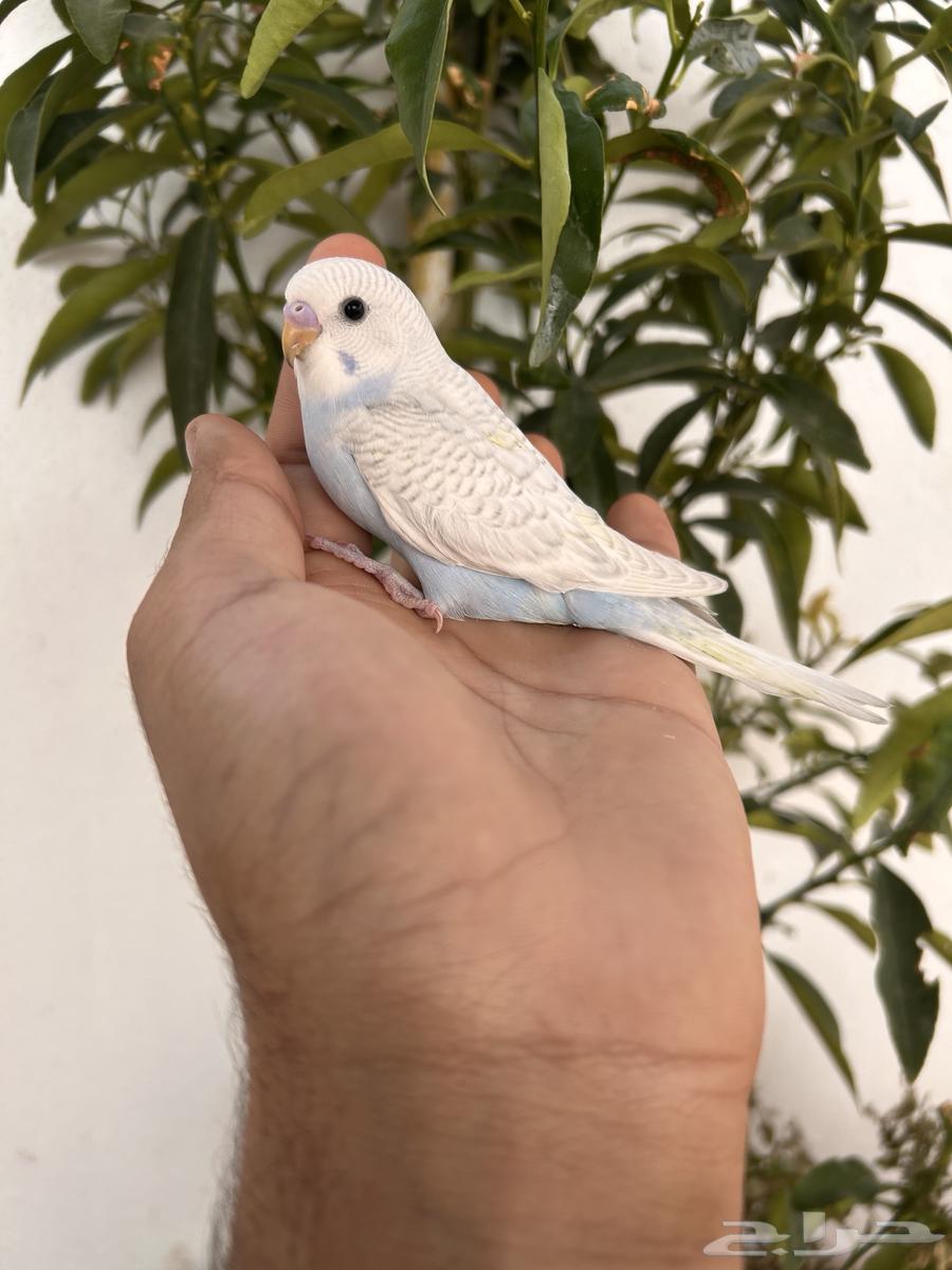 Dutch Baji Chicks for Sale, Internal and External Sound64553708600833110