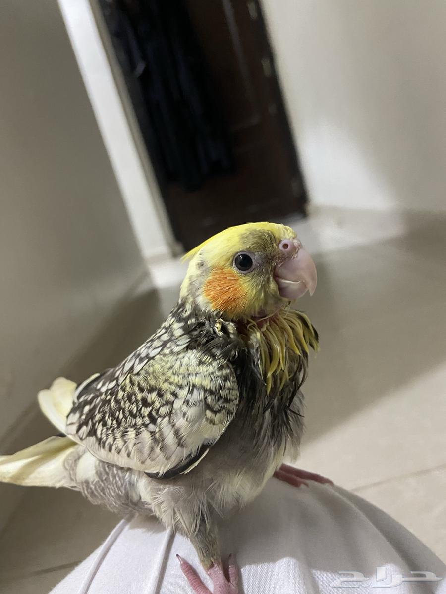 A beautiful semi-weaned crow chick, health be praised, God bless, with all necessities64555871022209114