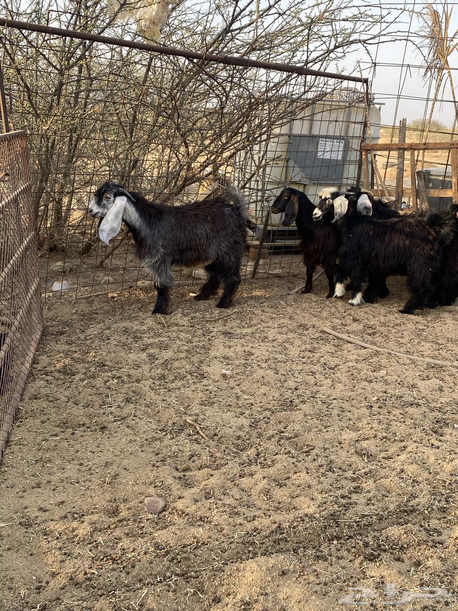 Goats for Sale64558960682497112