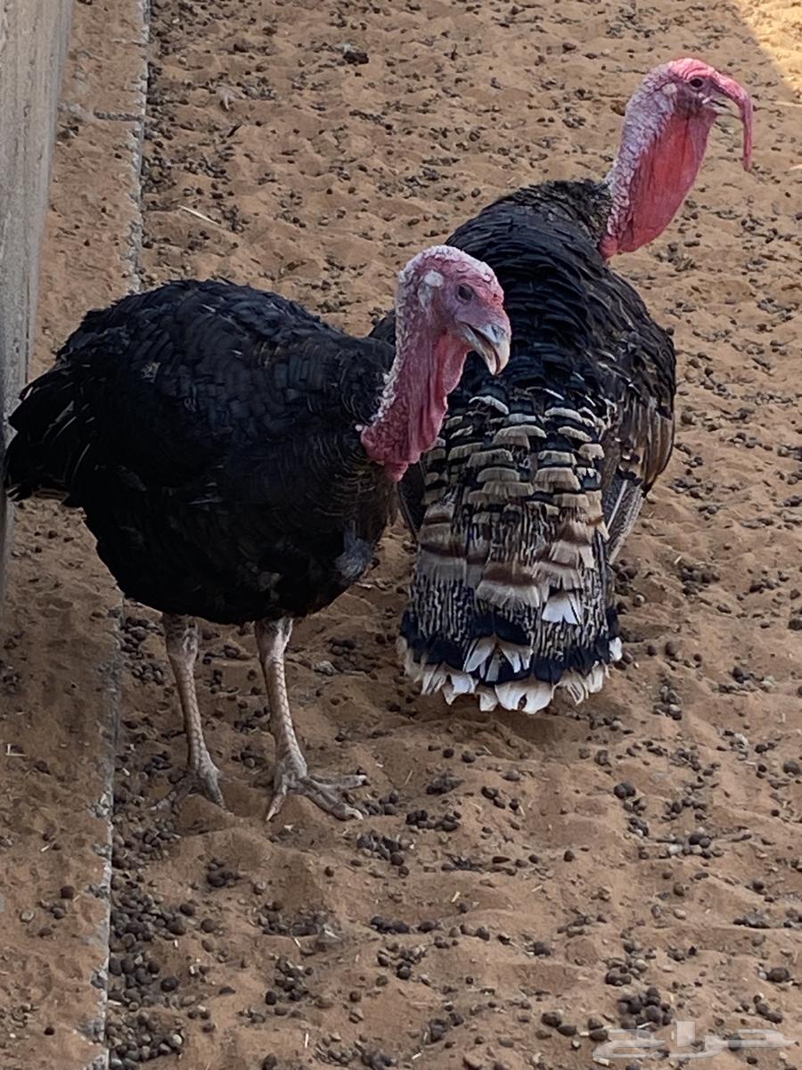 Turkeys available for slaughter64555447104899110