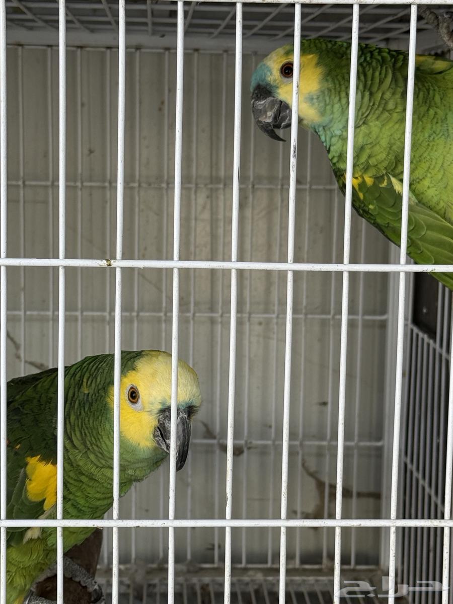 أمازون بلو فرونتد جاهز للإنتاج64555291610370111