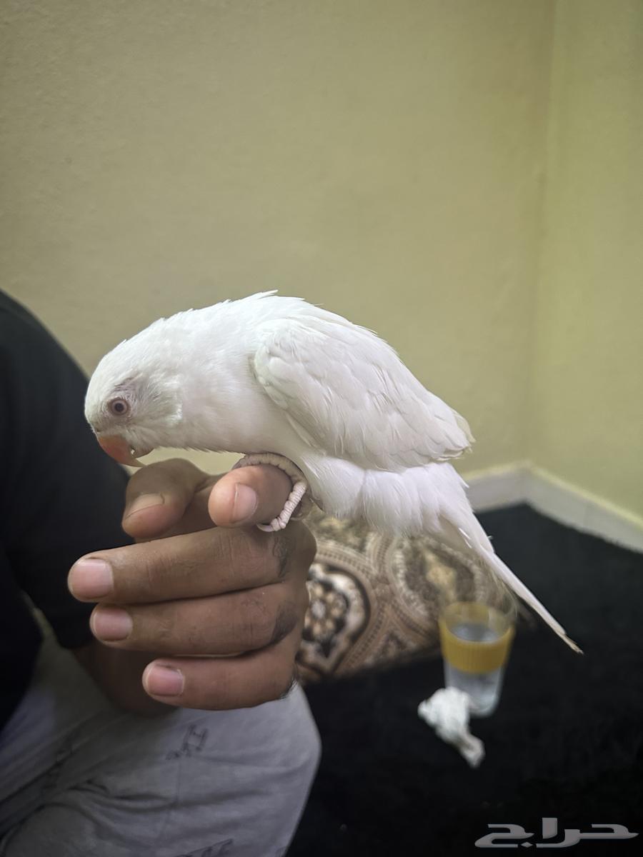 ببغاء درة هولندي البينو64558530961283112