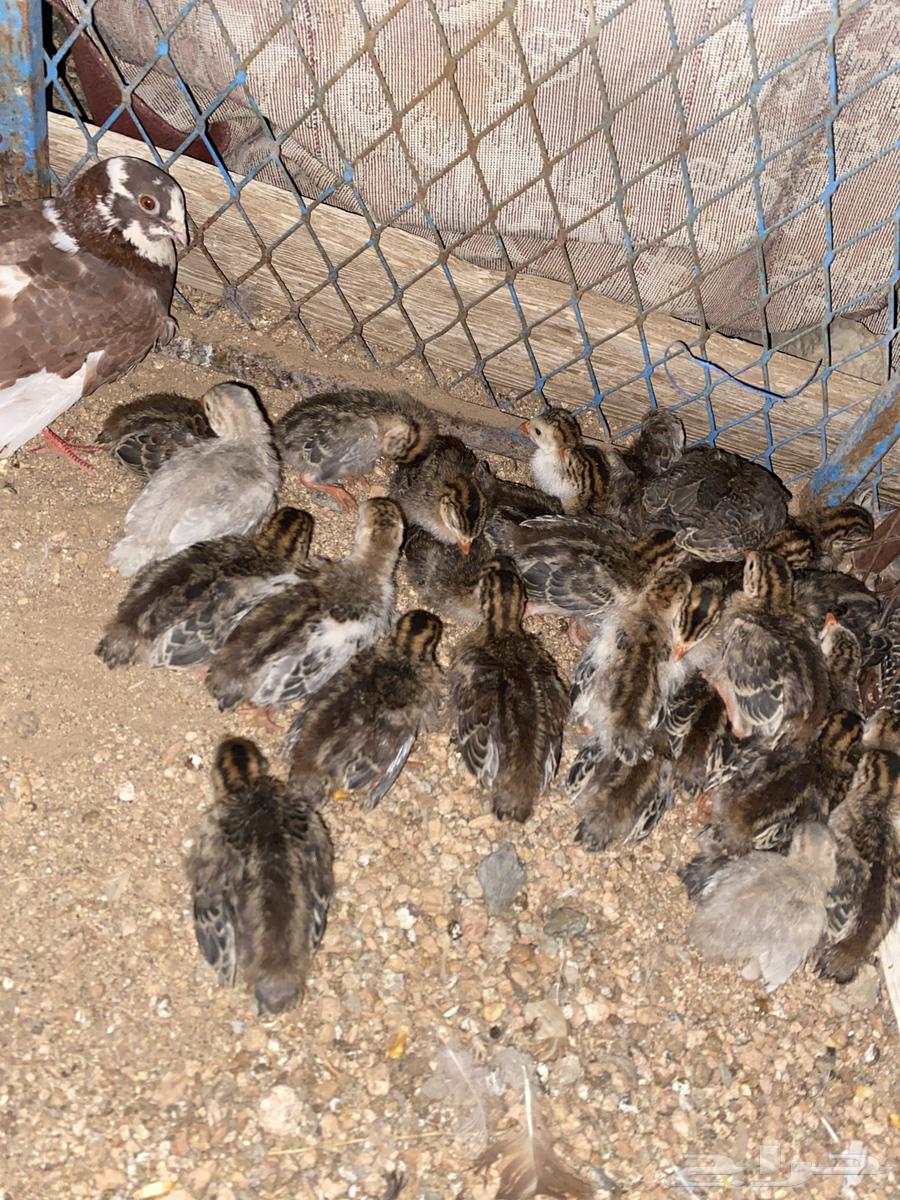 فروخ دجاج حبشي او الدجاج الفروعوني64539457522434112