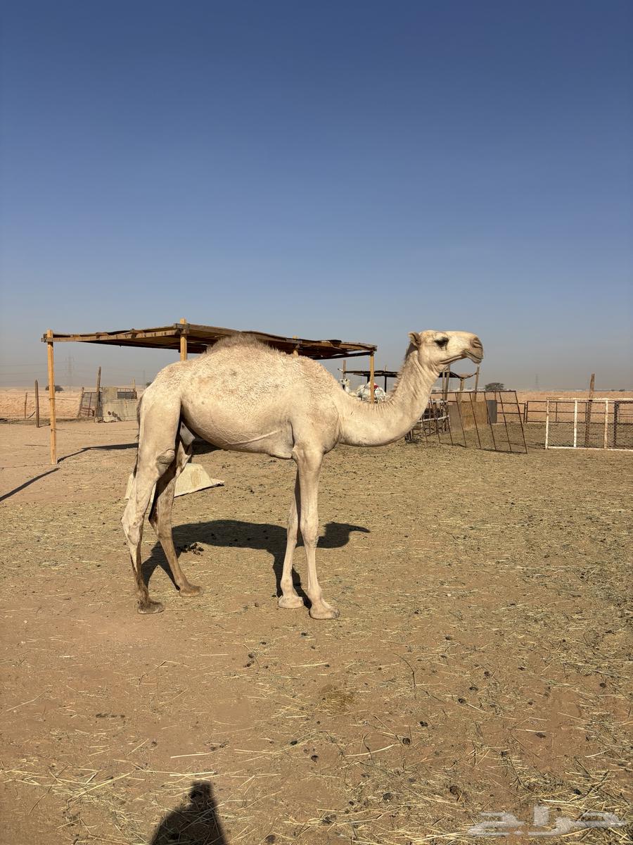 Qoood Ashqah64560066814593110