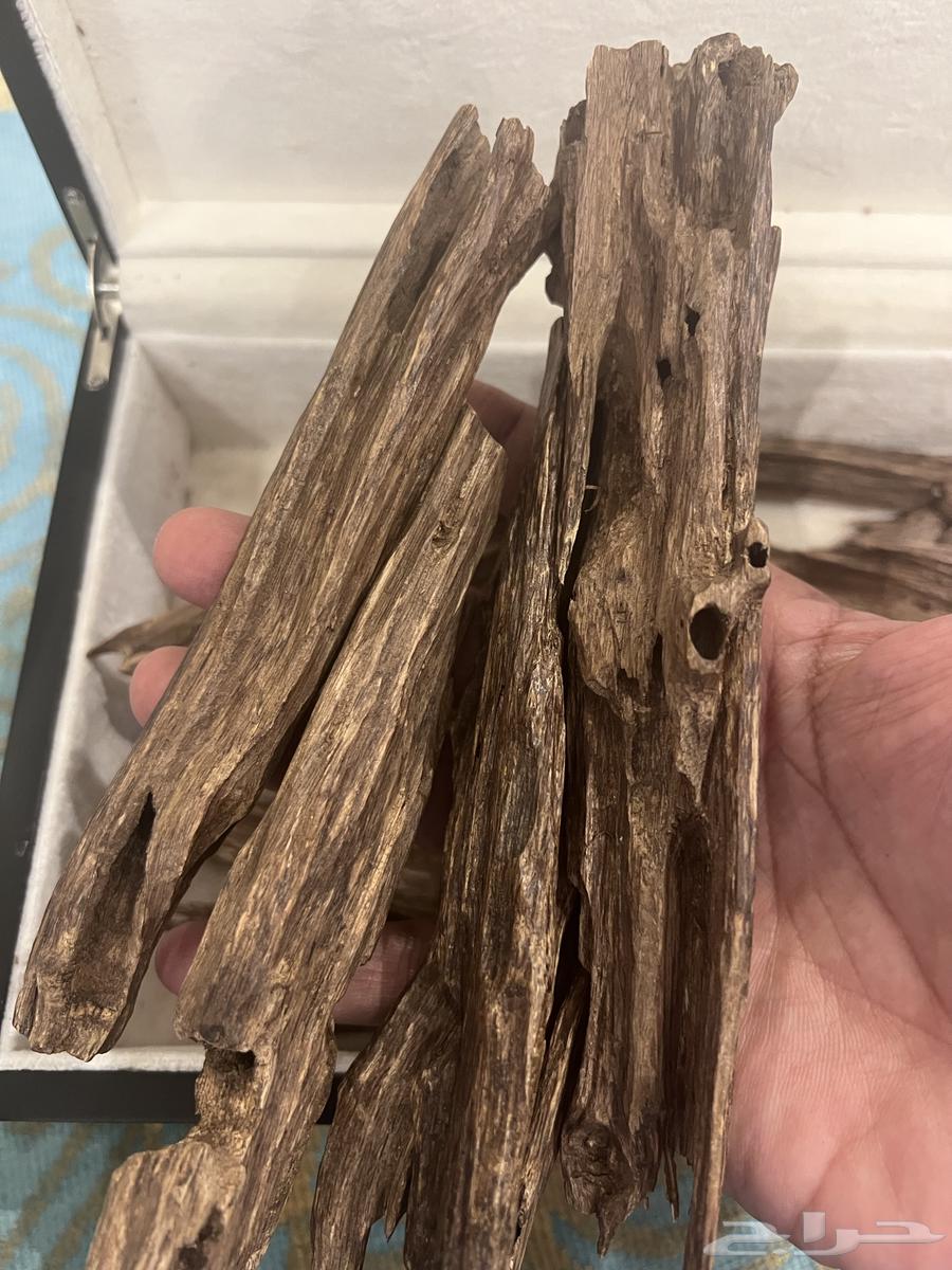 عود هندي نجلاند طبيعي64556734857474110