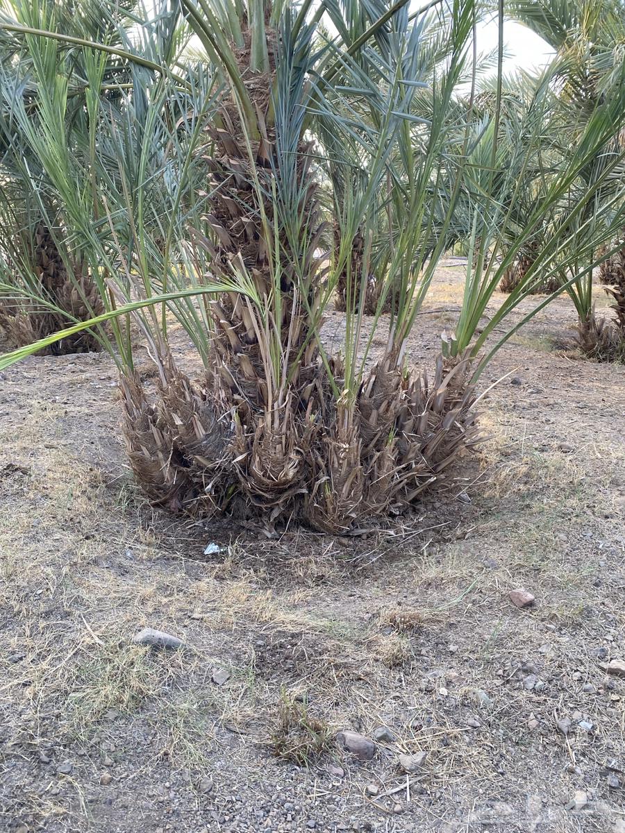 اصنا عجوى للبيع64559309161347112