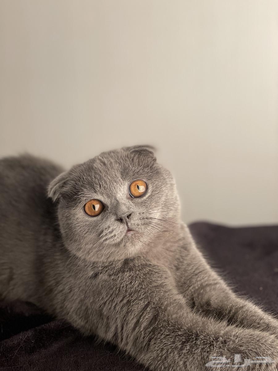 Scotch for sale64552177634946114