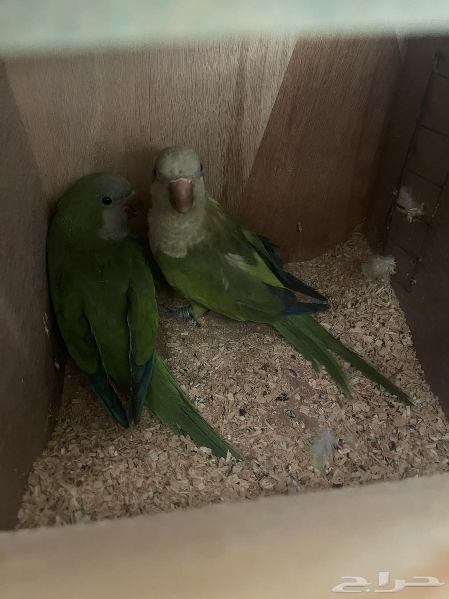 Quaker pair, product64558947051649110