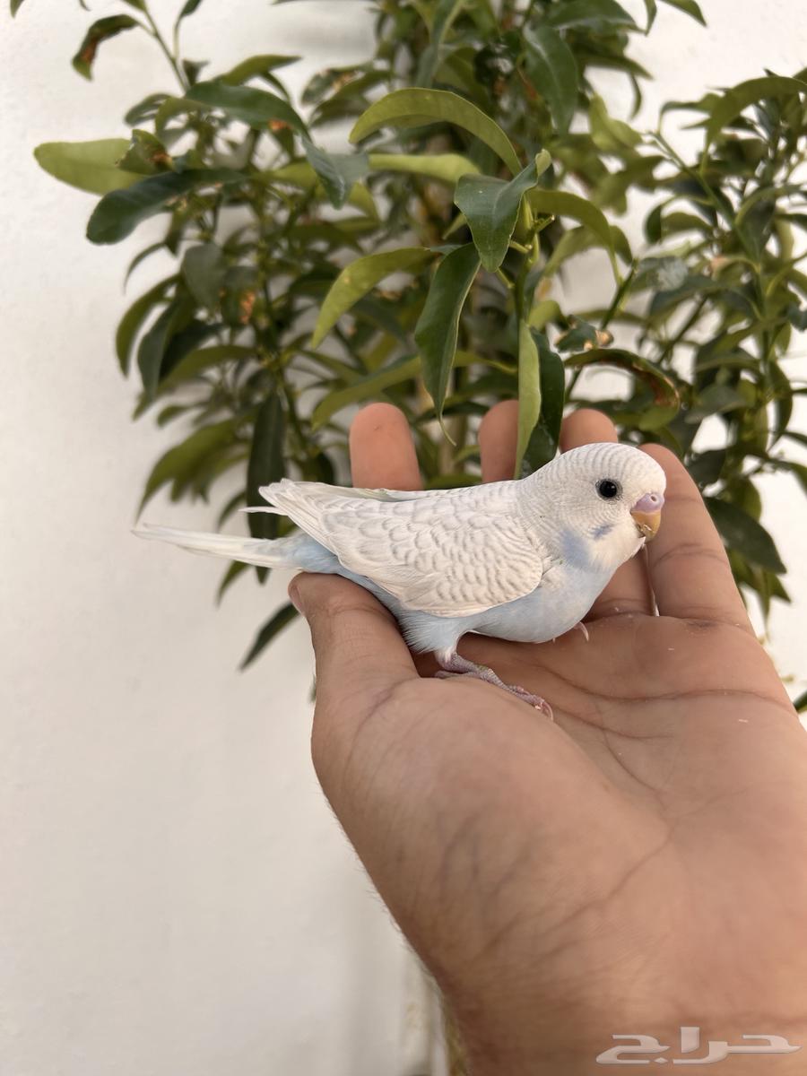 Dutch Baji Chicks for Sale, Internal and External Sound64553708600833112