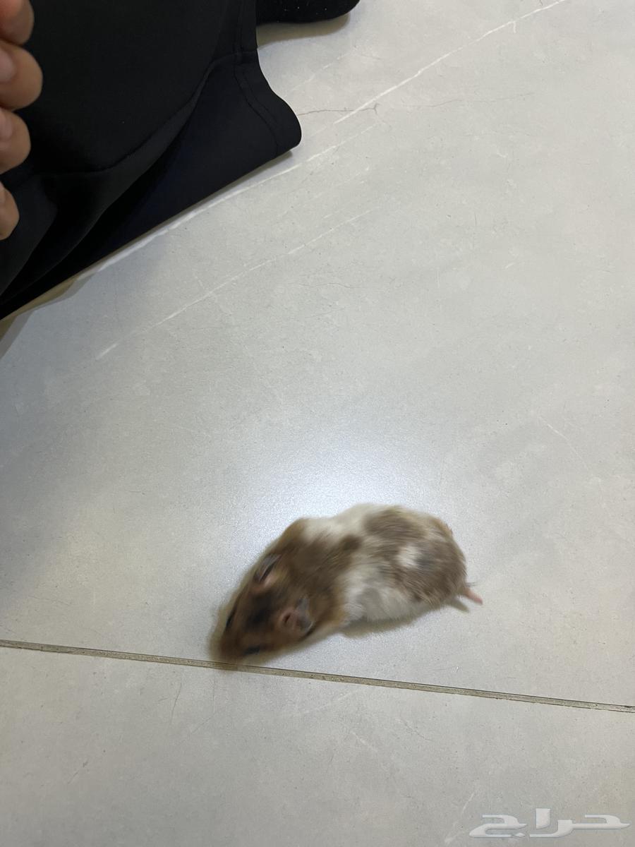 Syrian Hamsters64562290892034110