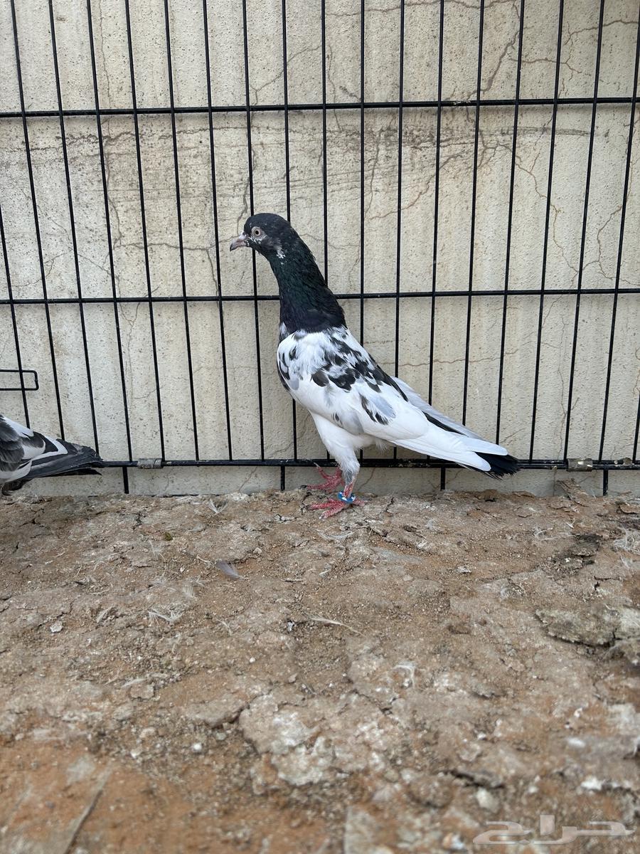 حمام باكستاني تم البيع64560150573058110