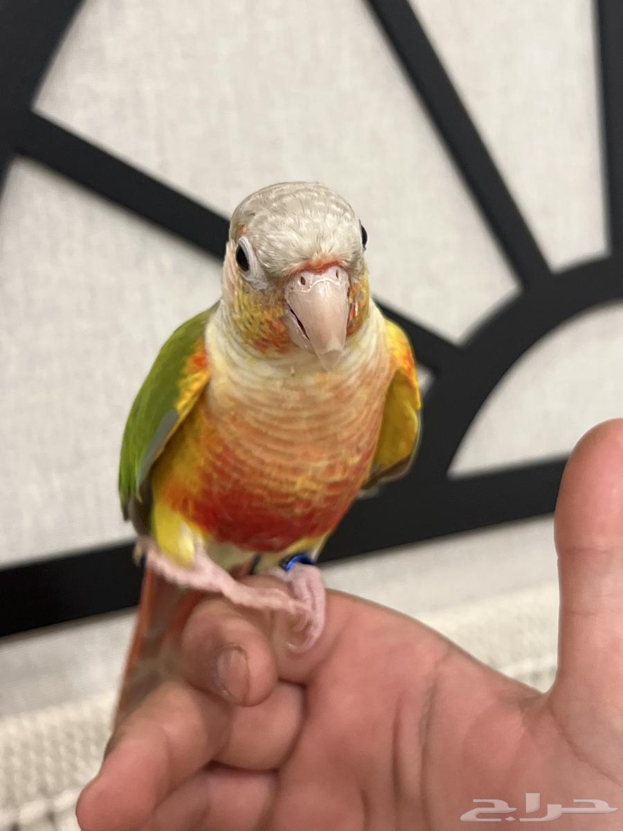 كنيور اناناس رد فاكتور هدد نشبه متكلم بطلاقة جريئ64559463750273111