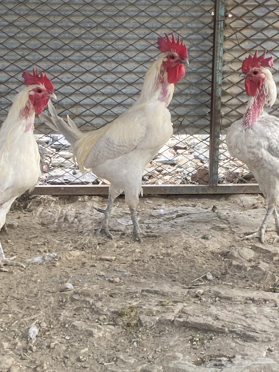 ديوك فيومي مسامير64558003960963110