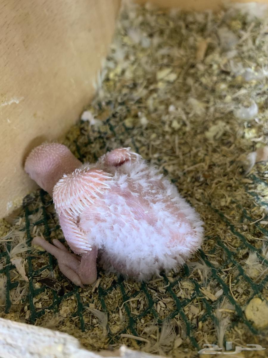 Farakh Roz64561291645825110