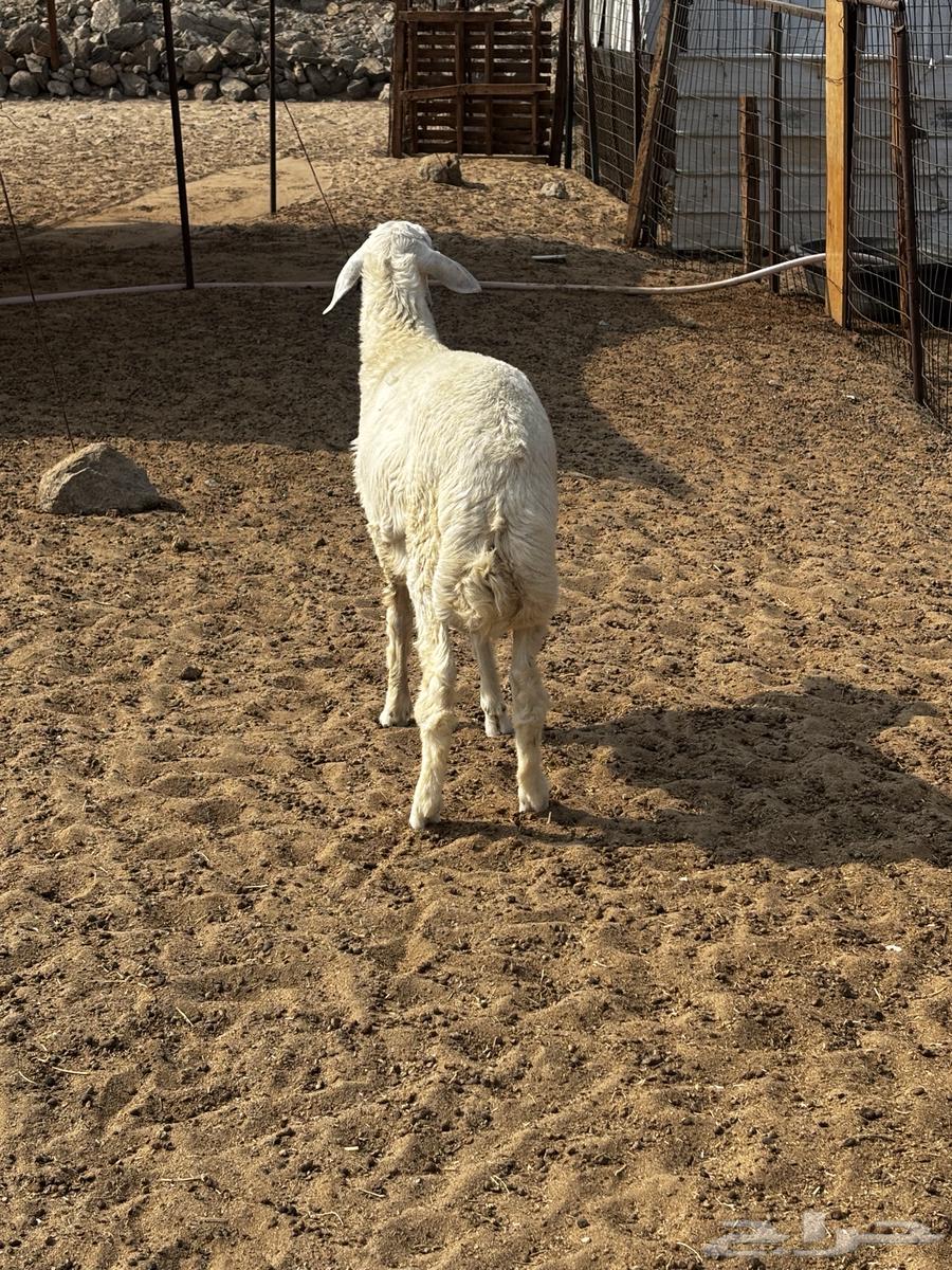 الشميسي طريق الخواجات64554468878594110