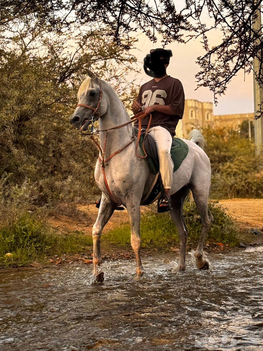 حصان للبيع64553623584003110