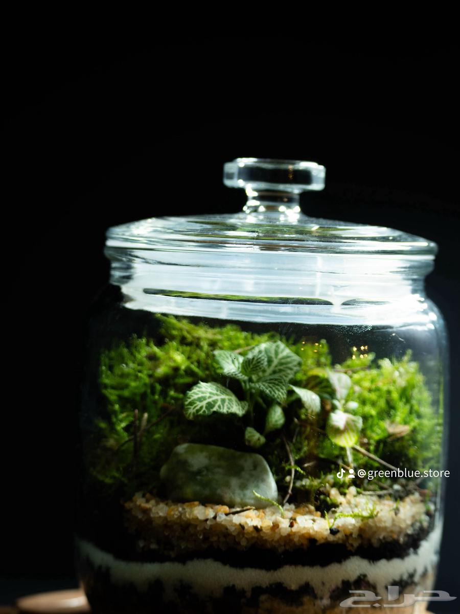 حوض تيراريوم طبيعي - عالم كامل داخل زجاجة64555082080385111