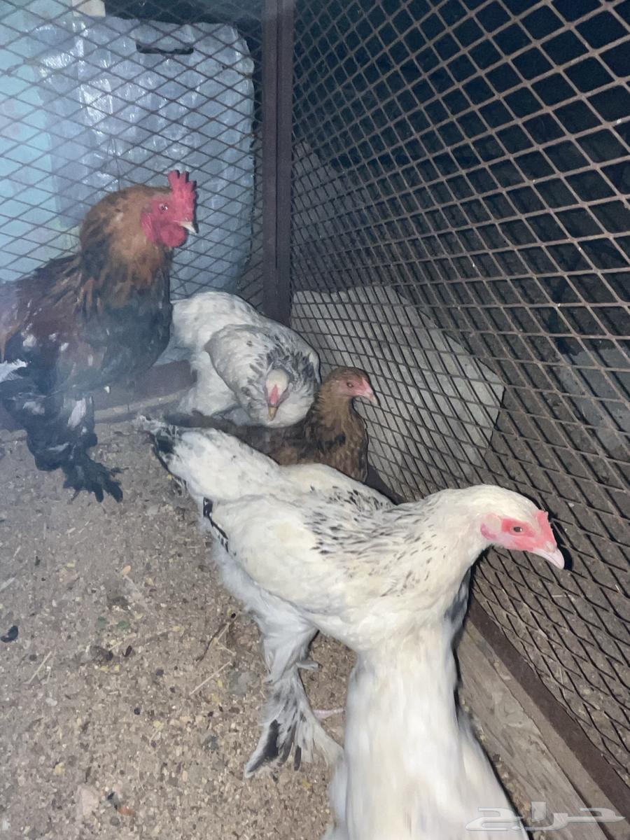 دجاج براهما64561221993859112