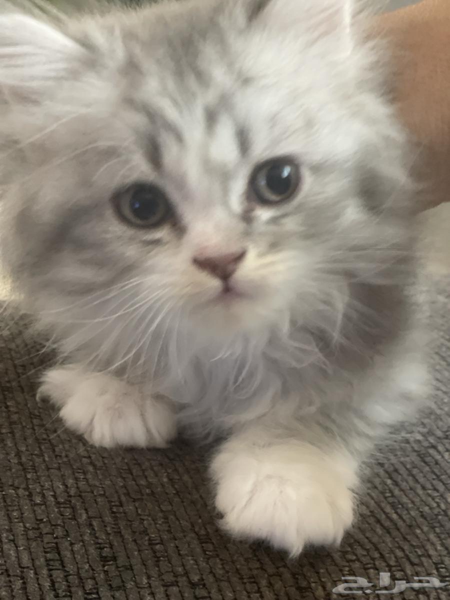 قطط للبيع ذكور وإناث64556240556674111