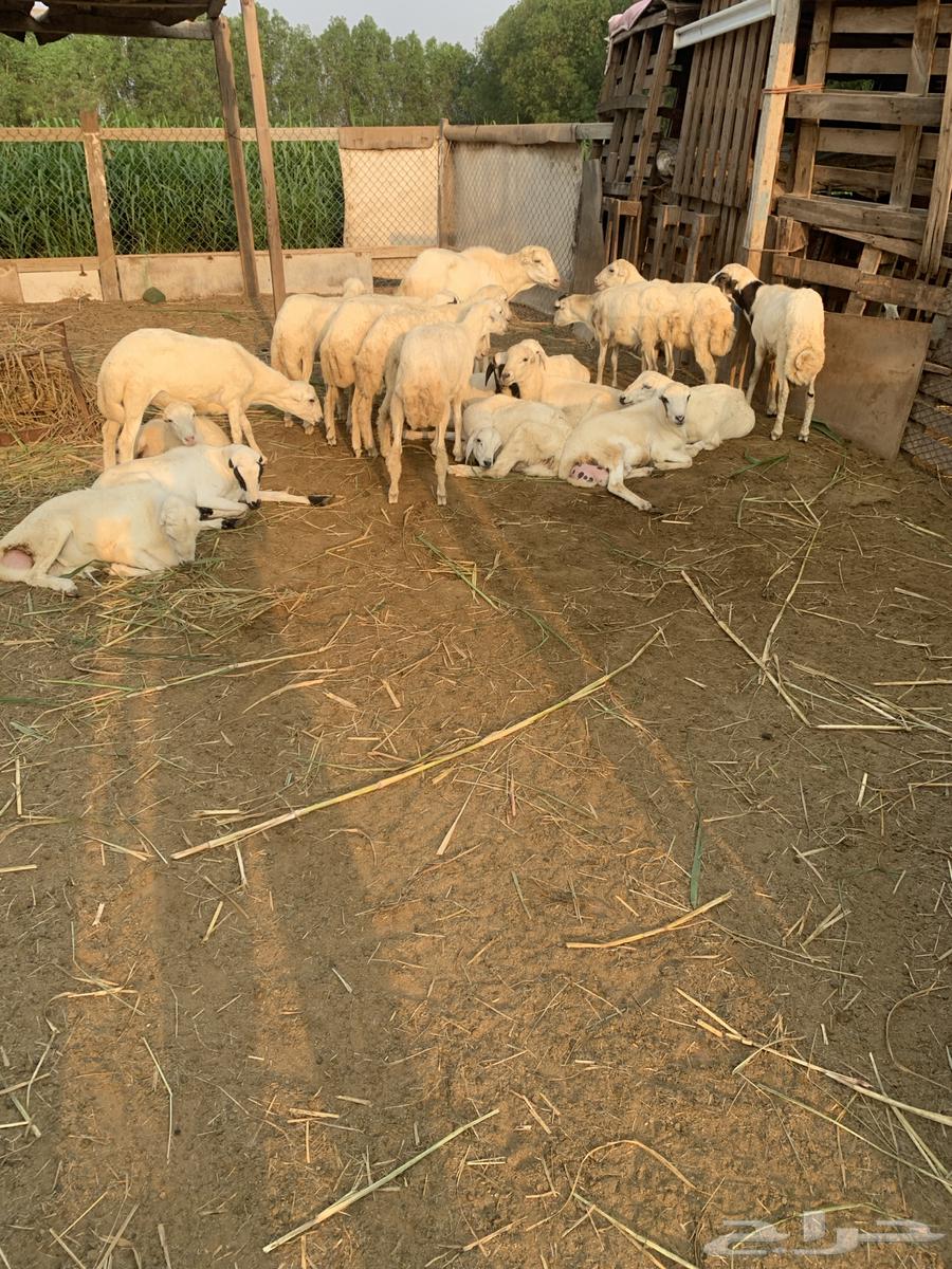 غنم للبيع ( تم البيع )64555124245379113