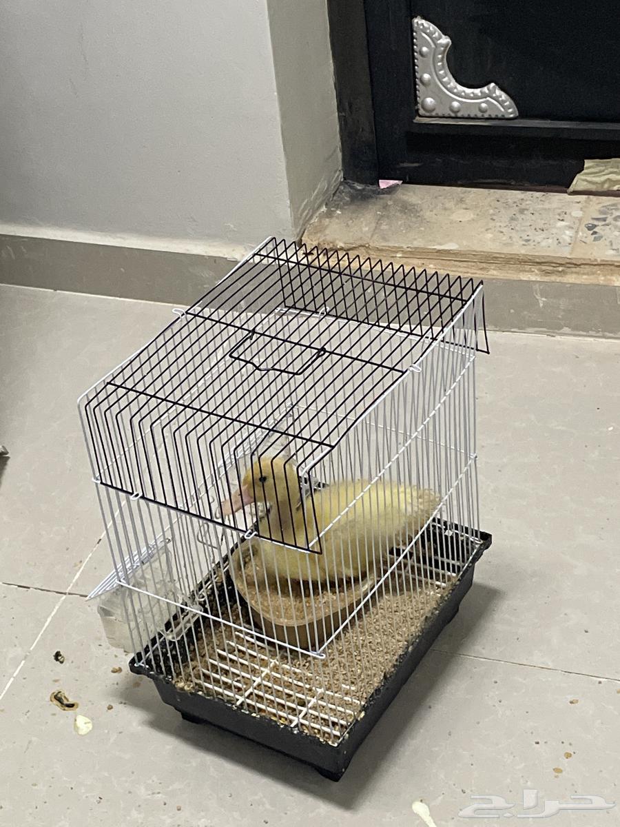 بطه للبيع مستعجل64559295047682110