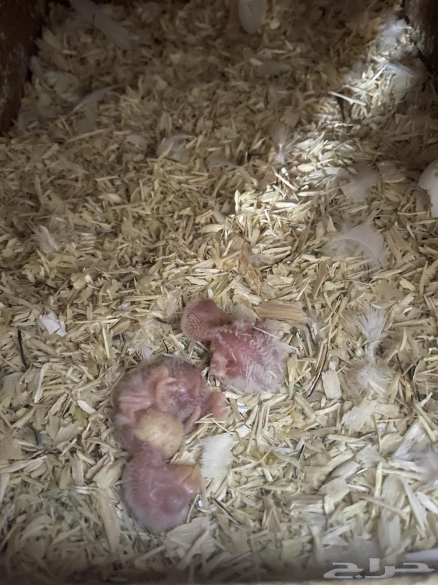 زوج روز البينو ب فروخه (تم البيع)64535778889731112