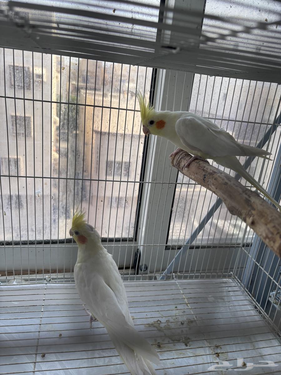 زوج كروان (كوكتيل) على السوم تم البيع64558252704769110