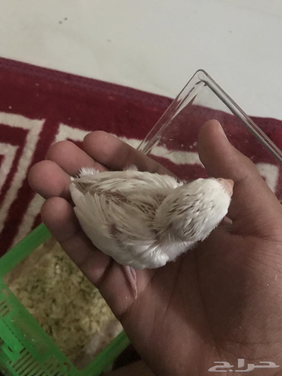 فرخ روز غر البينو64539627713538112