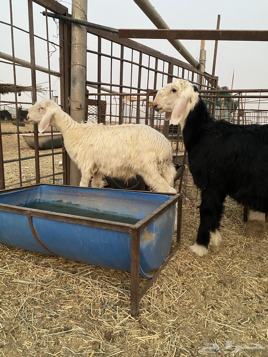 خرفان نجد للبيع64559506206083111