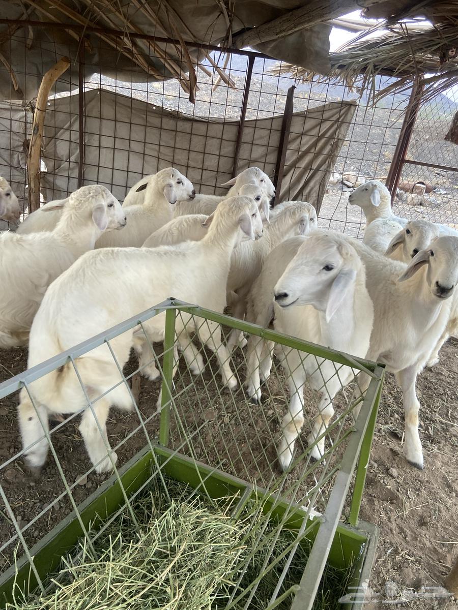 للبيع طليان العدد 1364559238561922110