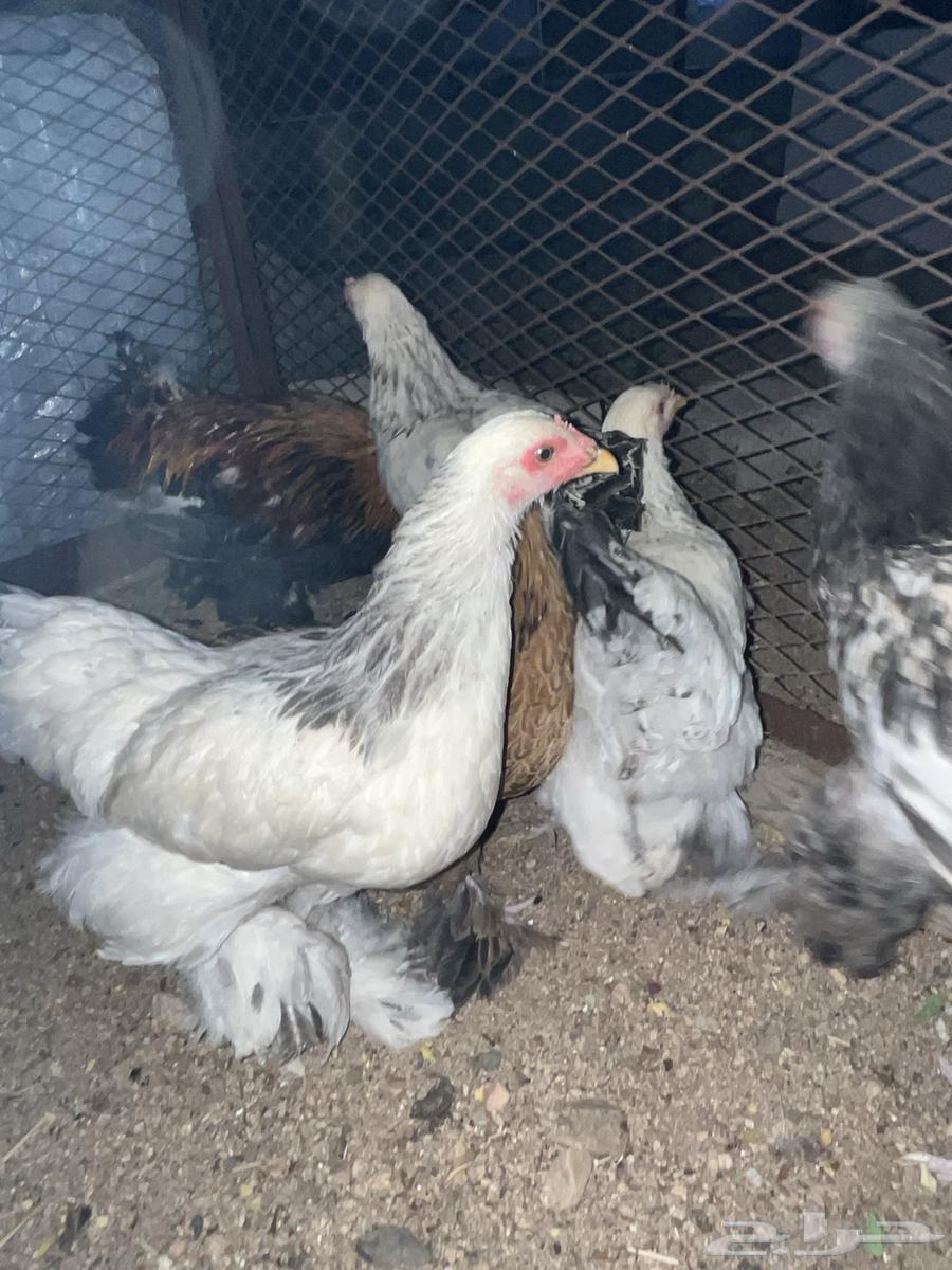 دجاج براهما64561221993859110