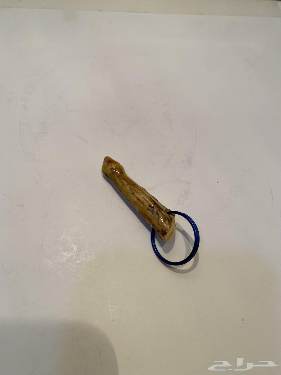 ميداليه قرن غزال امريكي اصليه تراث قديم للبيع64557015879555114