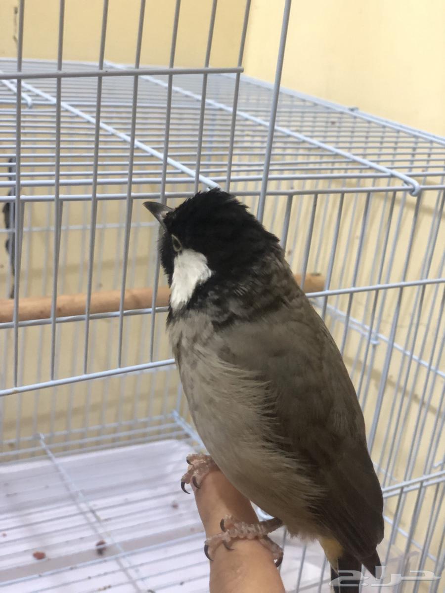 بلبول تربيه64557447383555113