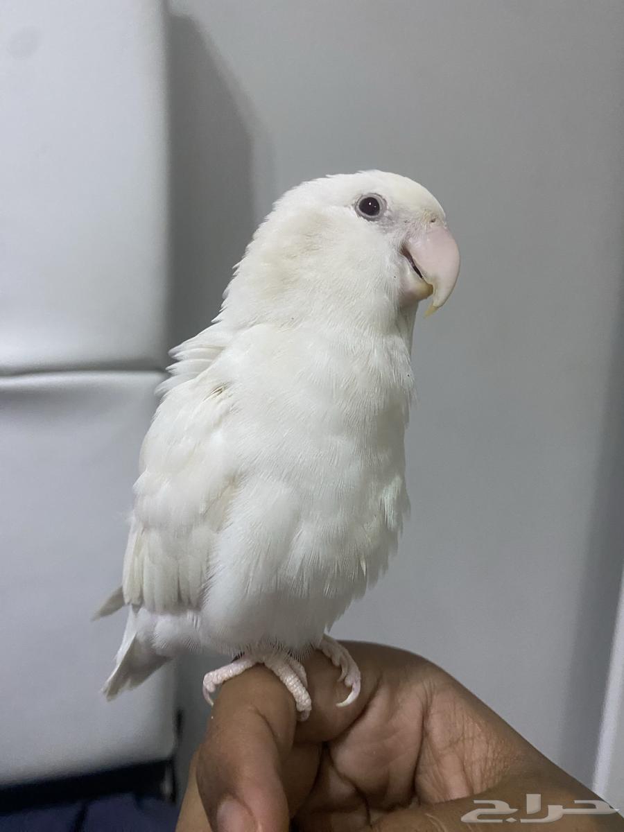 For sale Albino Rosy Bird, tamed, bites if annoyed or disturbed64557057936515110