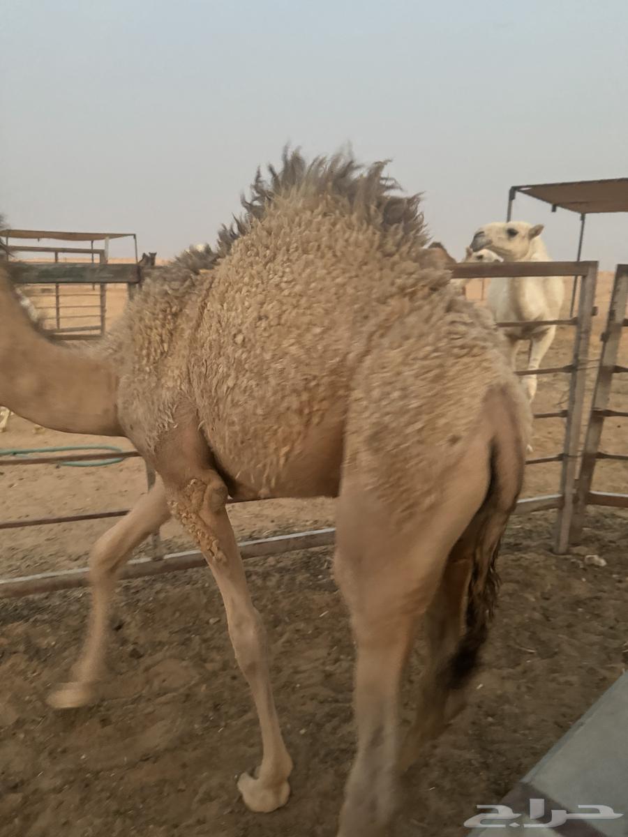 قعود طايش على حليب شرط64559967548419110