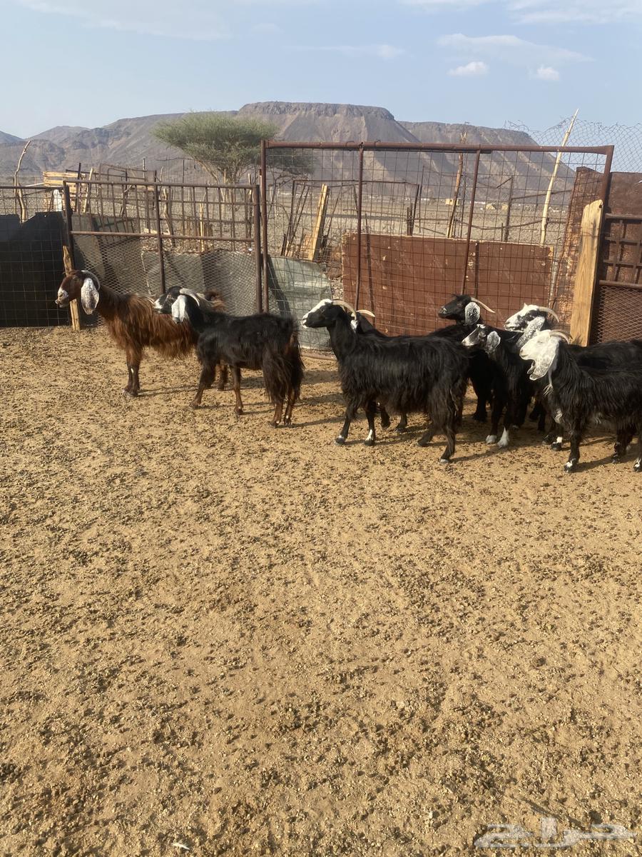 معزا للبيع64558572723714111