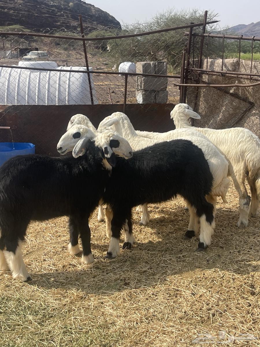 رخال ( تم البيع )64555545939585110