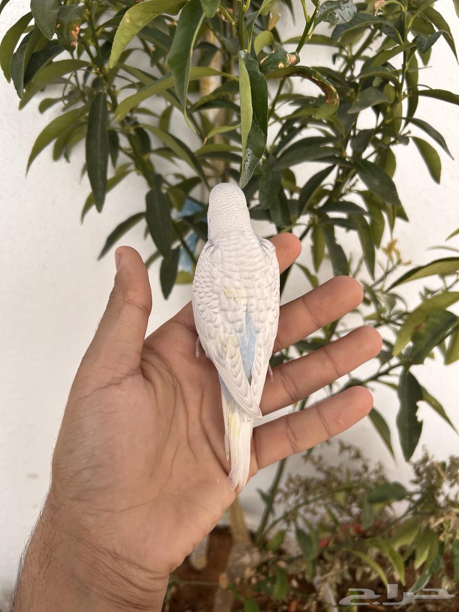 Dutch Baji Chicks for Sale, Internal and External Sound64553708600833111