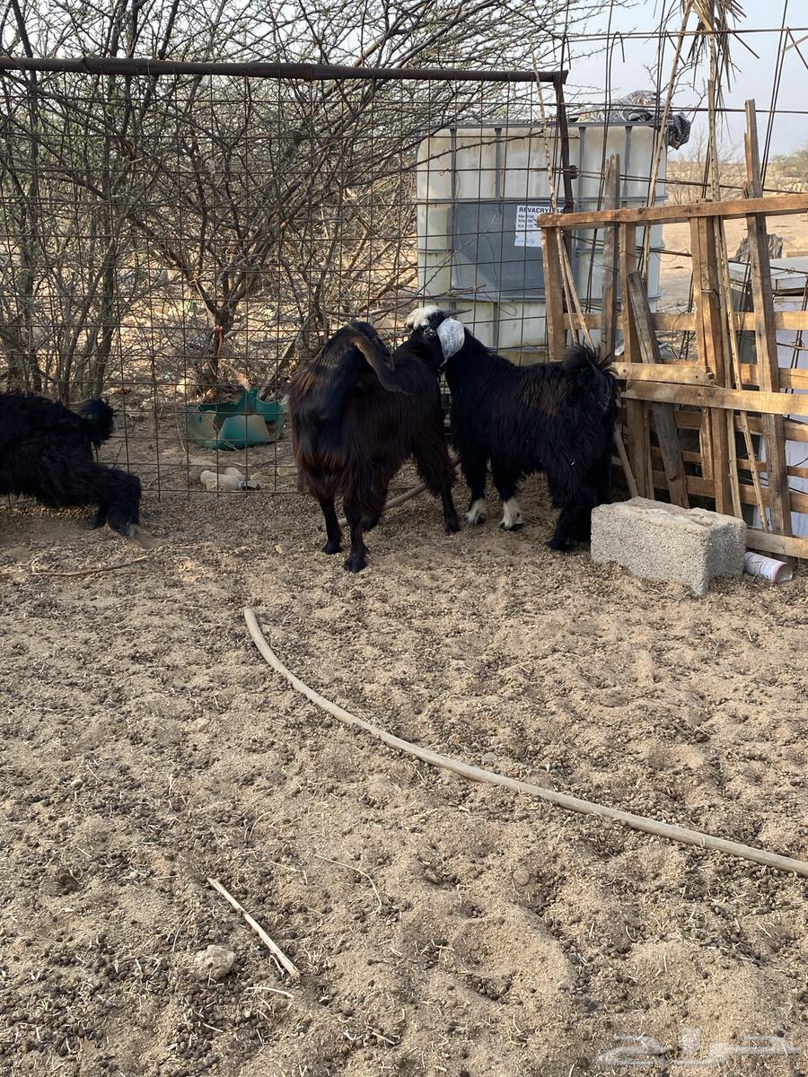 Goats for Sale64558960682497111