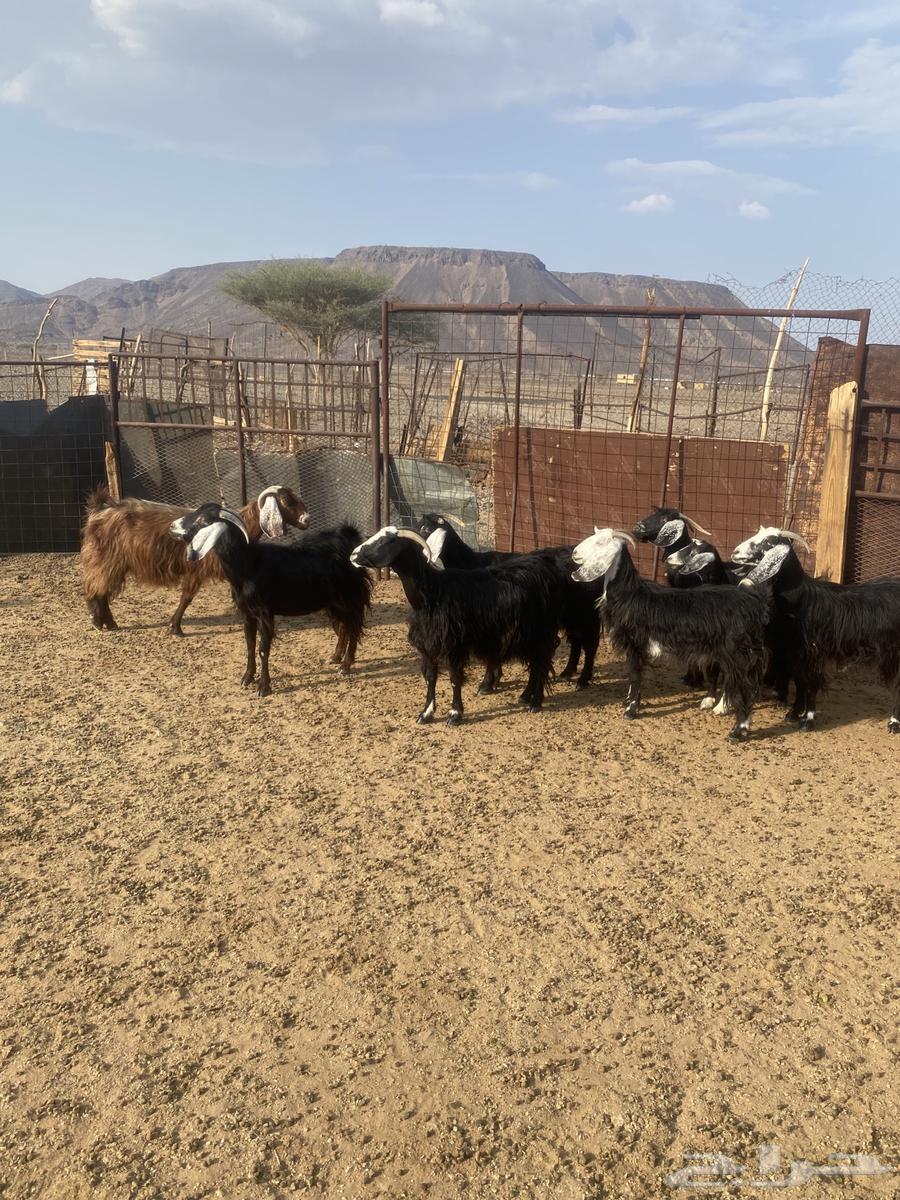 معزا للبيع64558572723714110